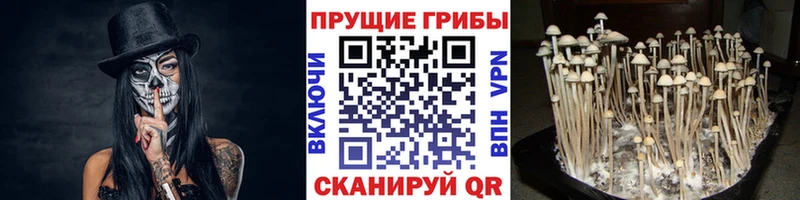 маркетплейс как зайти  Тырныауз  Псилоцибиновые грибы Psilocybe 
